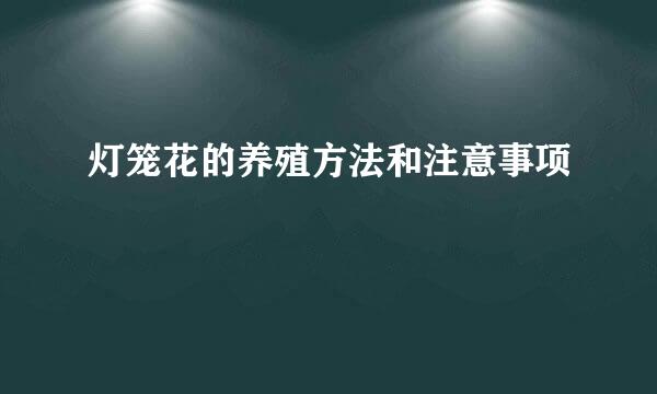 灯笼花的养殖方法和注意事项