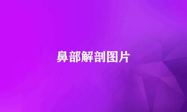鼻部解剖图片