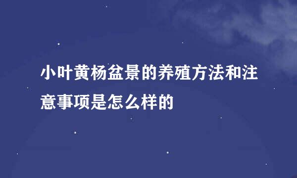 小叶黄杨盆景的养殖方法和注意事项是怎么样的