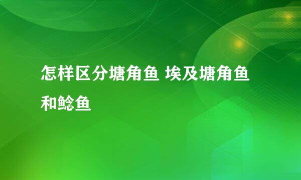 怎样区分塘角鱼 埃及塘角鱼和鲶鱼