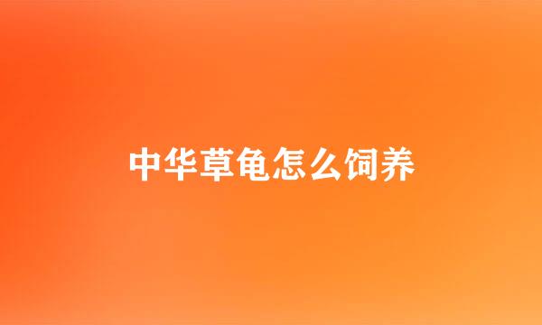 中华草龟怎么饲养
