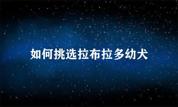 如何挑选拉布拉多幼犬