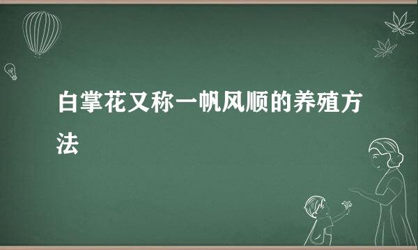 白掌花又称一帆风顺的养殖方法
