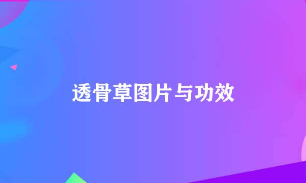 透骨草图片与功效