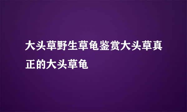 大头草野生草龟鉴赏大头草真正的大头草龟
