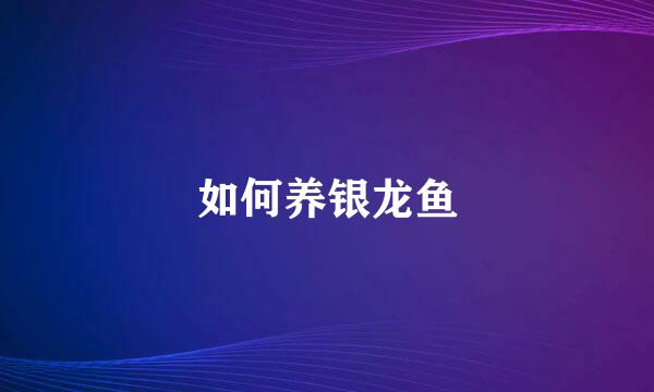 如何养银龙鱼
