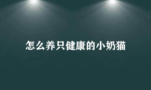 怎么养只健康的小奶猫