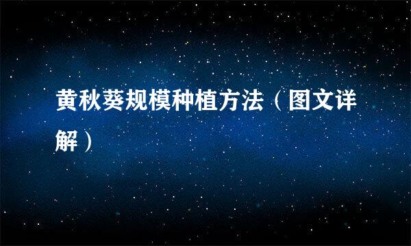 黄秋葵规模种植方法（图文详解）