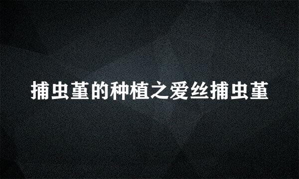 捕虫堇的种植之爱丝捕虫堇