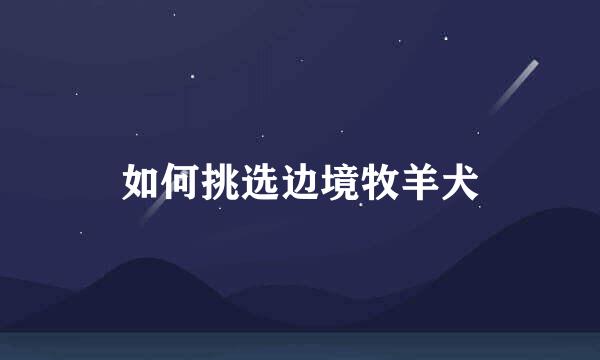 如何挑选边境牧羊犬