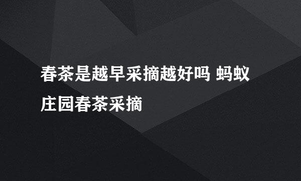 春茶是越早采摘越好吗 蚂蚁庄园春茶采摘