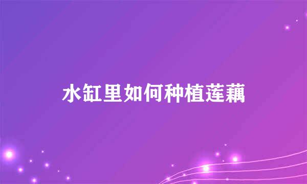 水缸里如何种植莲藕