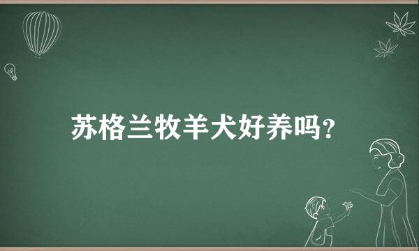 苏格兰牧羊犬好养吗？