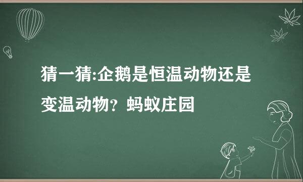 猜一猜:企鹅是恒温动物还是变温动物？蚂蚁庄园