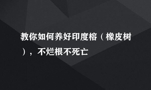 教你如何养好印度榕（橡皮树），不烂根不死亡