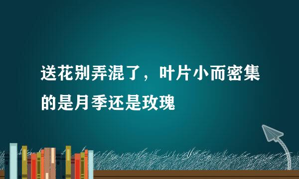 送花别弄混了，叶片小而密集的是月季还是玫瑰