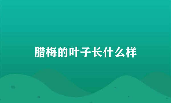 腊梅的叶子长什么样
