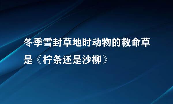 冬季雪封草地时动物的救命草是《柠条还是沙柳》