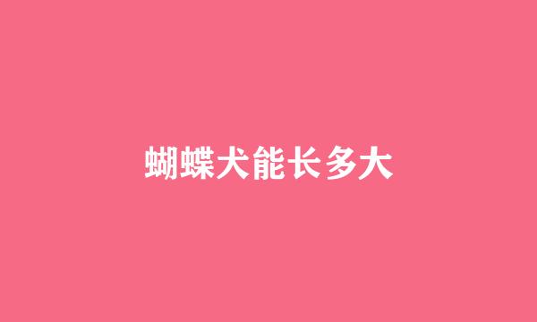 蝴蝶犬能长多大