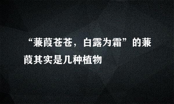 “蒹葭苍苍，白露为霜”的蒹葭其实是几种植物