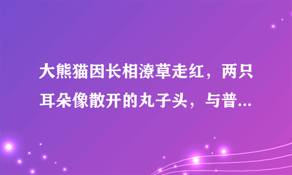 大熊猫因长相潦草走红，两只耳朵像散开的丸子头，与普通熊猫有何不同？