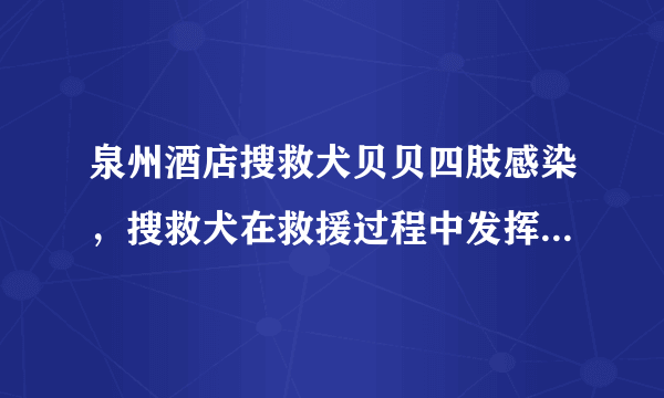 泉州酒店搜救犬贝贝四肢感染，搜救犬在救援过程中发挥着怎样的作用？