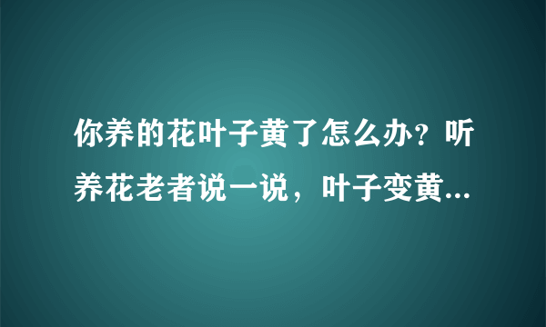 你养的花叶子黄了怎么办？听养花老者说一说，叶子变黄轻松解决
