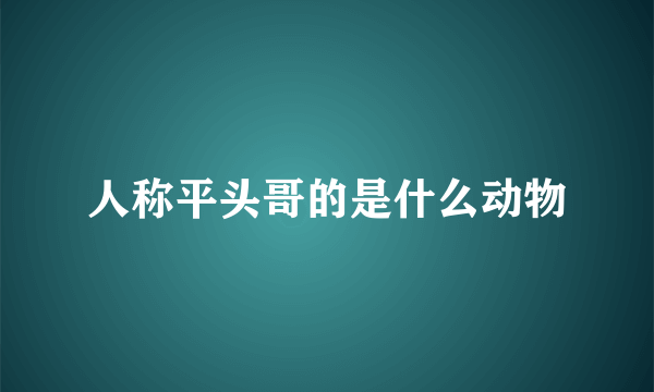 人称平头哥的是什么动物