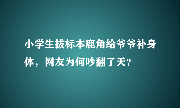 小学生拔标本鹿角给爷爷补身体，网友为何吵翻了天？