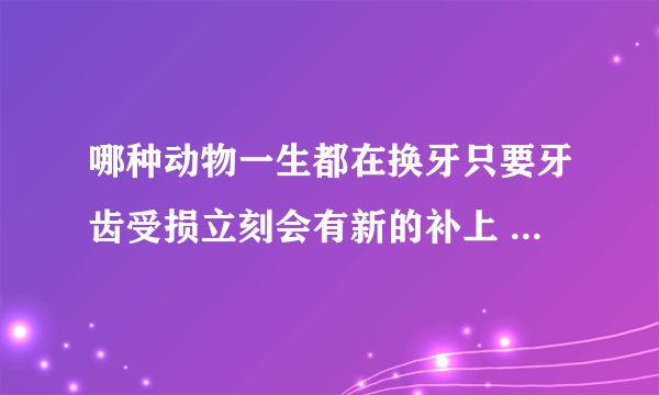 哪种动物一生都在换牙只要牙齿受损立刻会有新的补上 蚂蚁庄园答题攻略