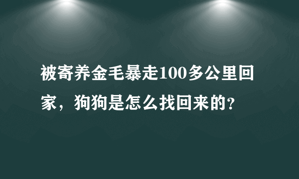 被寄养金毛暴走100多公里回家，狗狗是怎么找回来的？