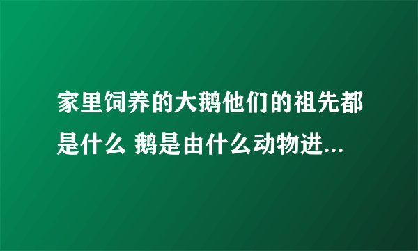 家里饲养的大鹅他们的祖先都是什么 鹅是由什么动物进化而来的