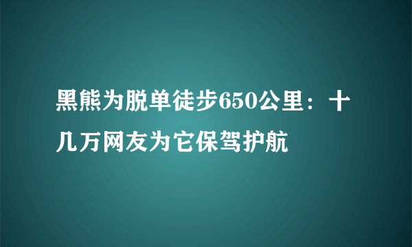 黑熊为脱单徒步650公里：十几万网友为它保驾护航