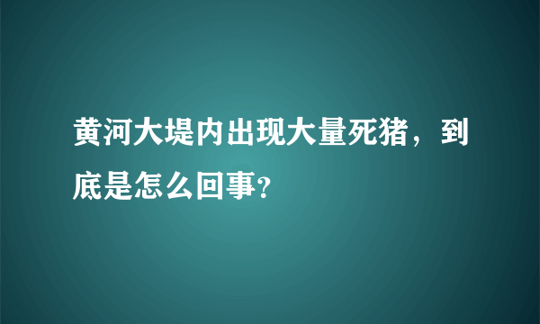 黄河大堤内出现大量死猪，到底是怎么回事？